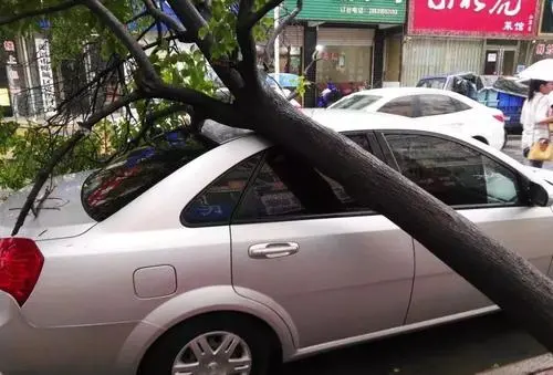  車被樹(shù)砸了怎么辦？